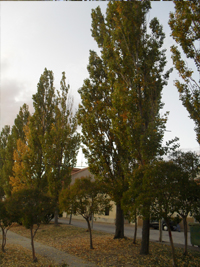 otoño